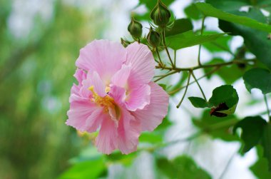 Hibiscus mutabilis clipart