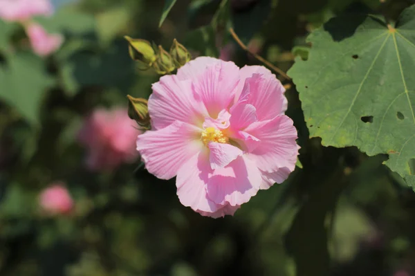 ebegümeci mutabilis