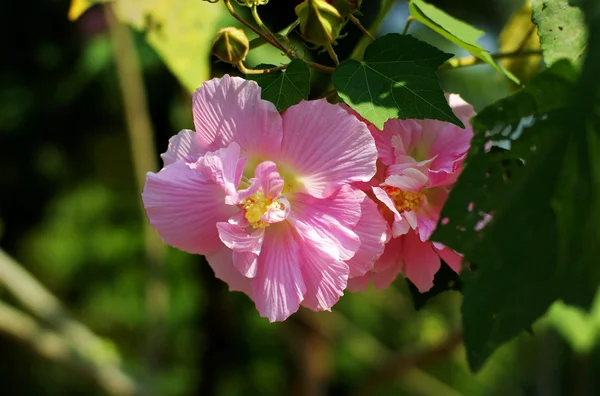 Hibiscus mutabilis — Stockfoto