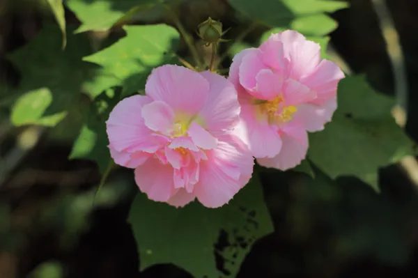 ebegümeci mutabilis