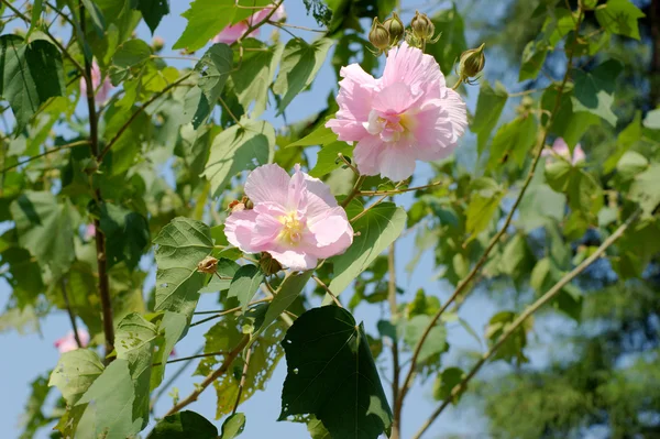 Hibisco mutabilis — Fotografia de Stock