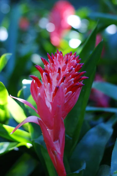 Plant — Stock Photo, Image