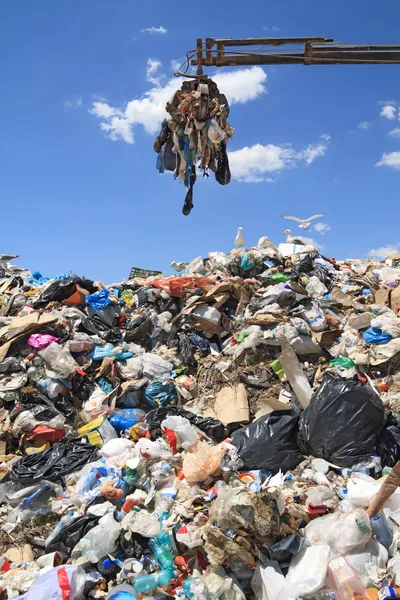 Garbage and seagulls — Stock Photo, Image