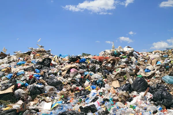 Garbage and seagulls — Stock Photo, Image