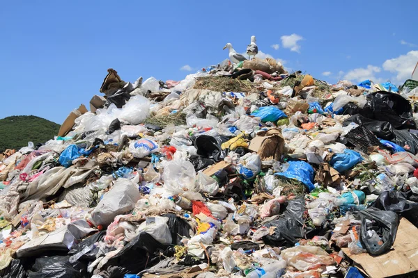 Poubelles et mouettes — Photo