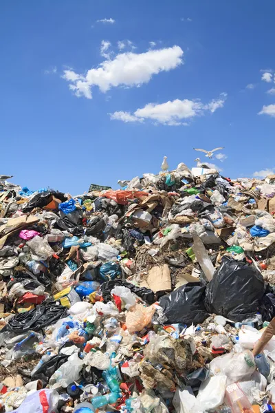 Sampah dan camar — Stok Foto