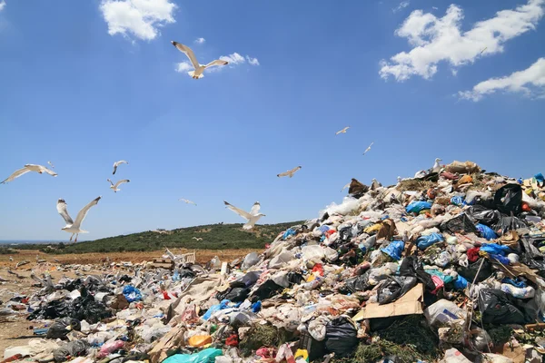 Poubelles et mouettes — Photo