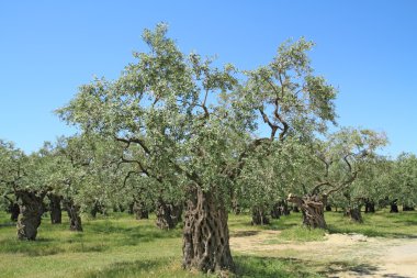 Yunanistan Olive grove