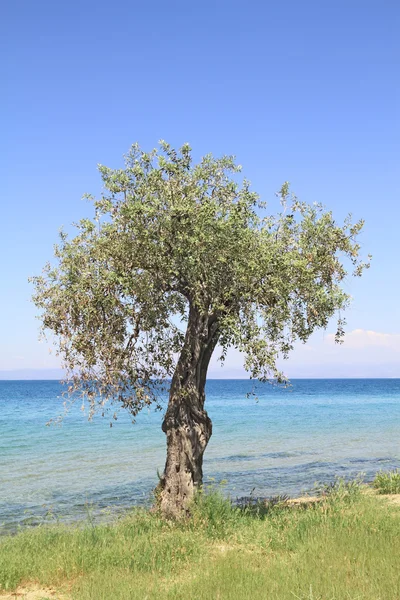 Оливковое дерево у моря — стоковое фото