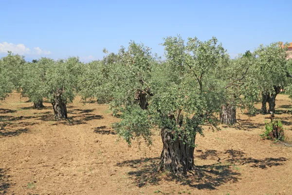 Olijfboomgaard in Griekenland — Stockfoto