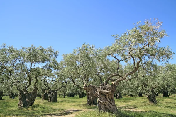 Olive grove in Greece — Stock Photo, Image