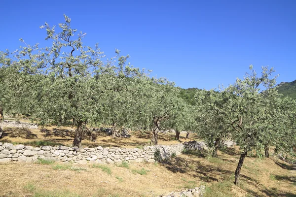 Olivlund i Grekland — Stockfoto