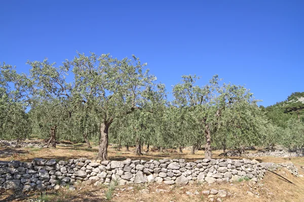 Olive grove in Greece — Stock Photo, Image
