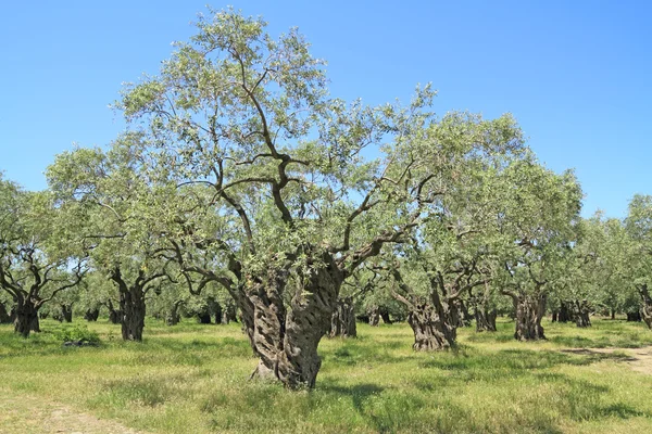 Olive grove in Greece — Stock Photo, Image