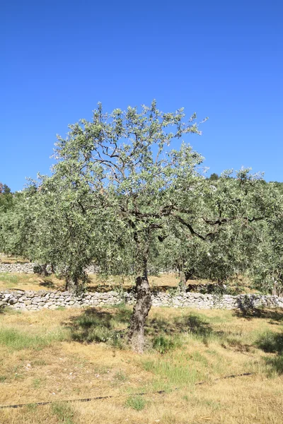 Olivlund i Grekland — Stockfoto