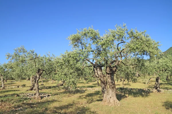 Olive grove in Greece — Stock Photo, Image