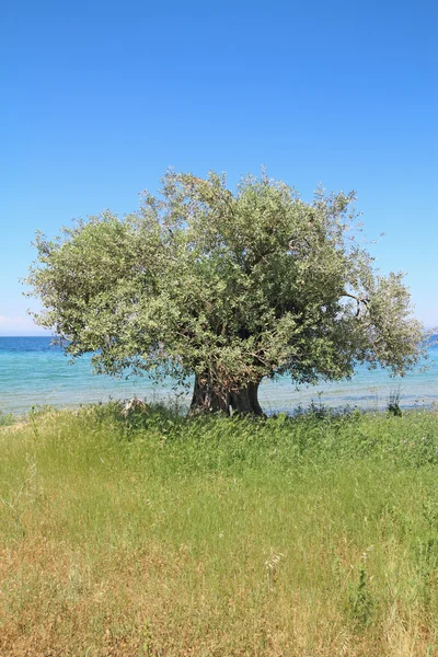 Olivo in riva al mare Immagini Stock Royalty Free