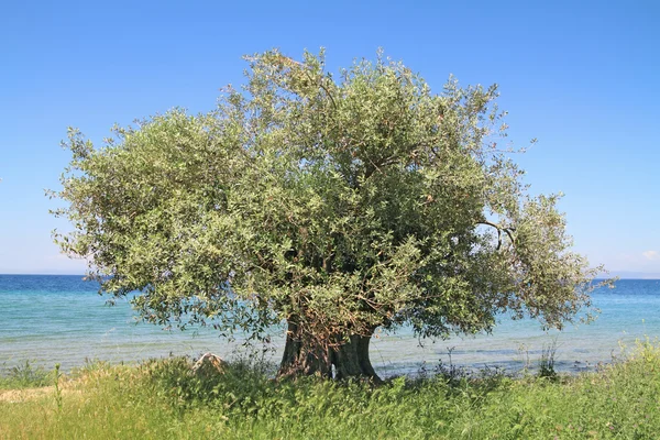 Оливковое дерево у моря Лицензионные Стоковые Изображения