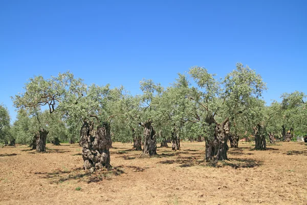 Оливковая роща Греции Лицензионные Стоковые Фото