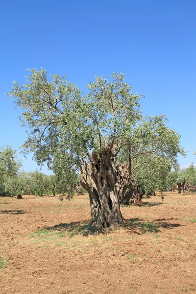Оливковая роща Греции Стоковая Картинка
