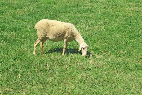 Πρόβατα που βοσκούν — Φωτογραφία Αρχείου