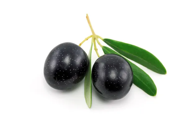 taze zeytin dalı