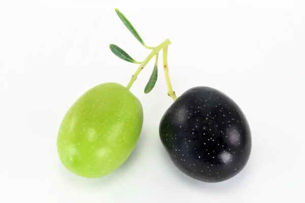 taze zeytin dalı