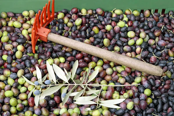 Урожай оливок — стоковое фото