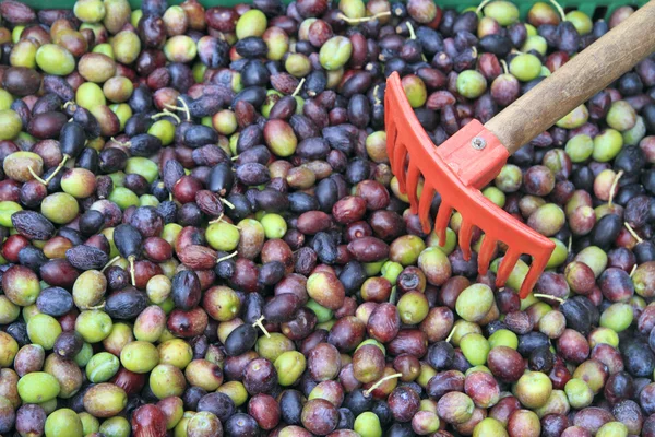 Raccolta delle olive Immagine Stock