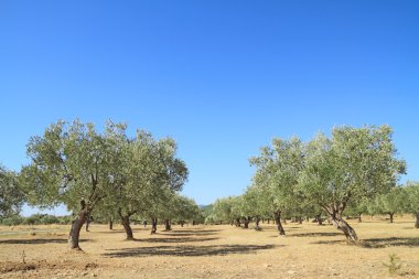 Yunanistan Olive grove