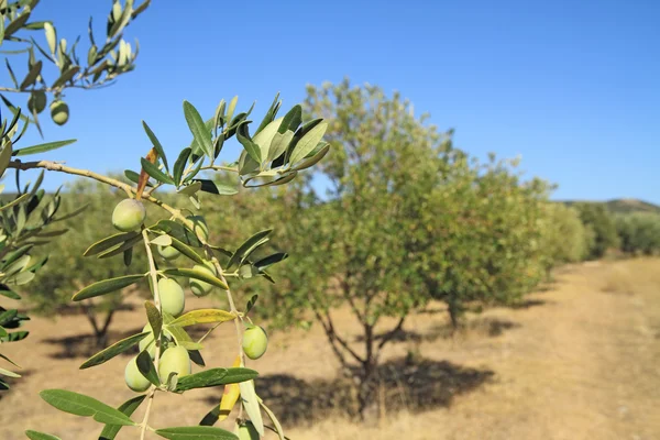 Olive grove in Greece — Stock Photo, Image