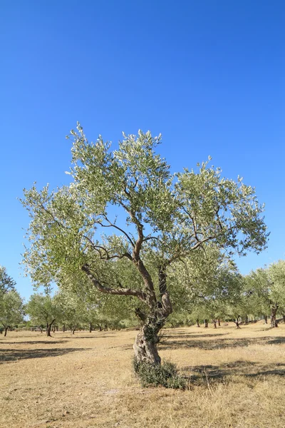 Olijfboomgaard in Griekenland — Stockfoto