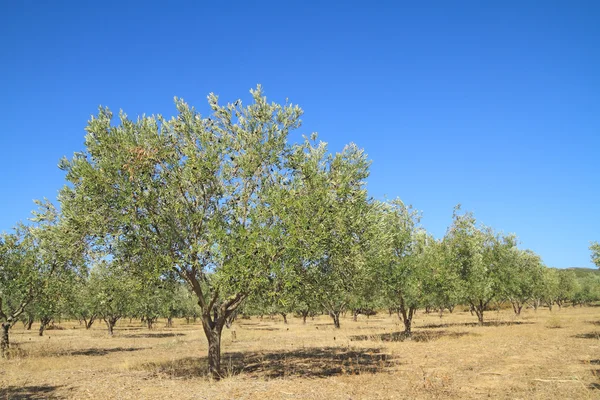 Olijfboomgaard in Griekenland — Stockfoto