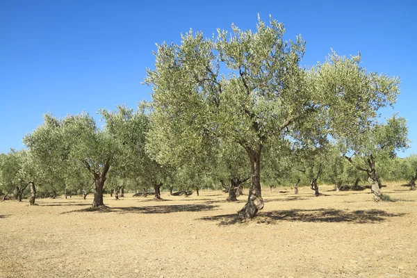 橄榄树在希腊 — 图库照片