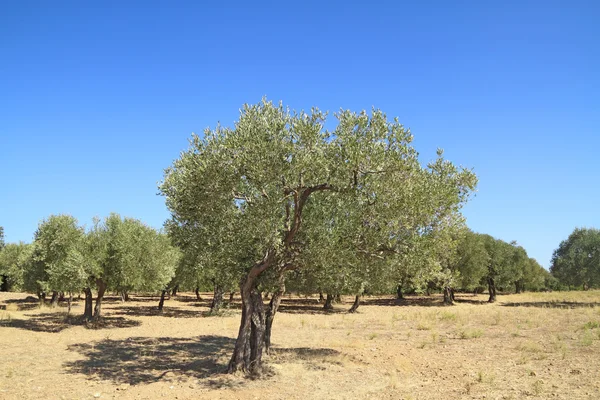 Olijfboomgaard in Griekenland — Stockfoto