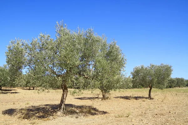 Olive grove in Greece — Stock Photo, Image