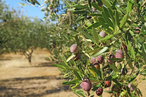 Olivenhain in Griechenland lizenzfreie Stockbilder