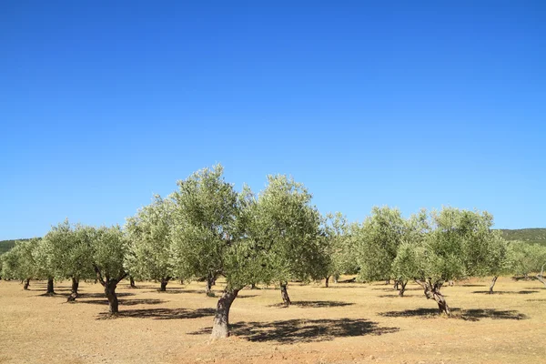 Olijfboomgaard in Griekenland Stockfoto