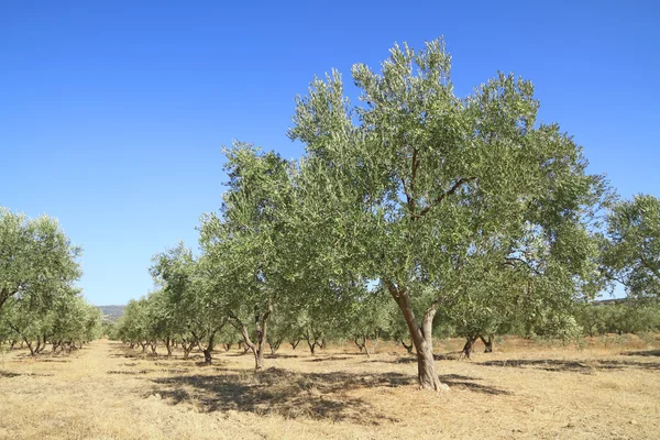 Olivenhain in Griechenland Stockbild
