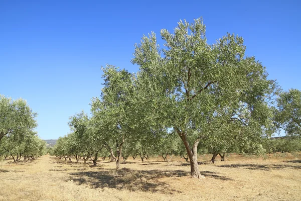 Olijfboomgaard in Griekenland Stockfoto