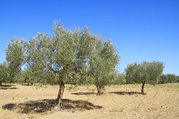 Olijfboomgaard in Griekenland Rechtenvrije Stockafbeeldingen