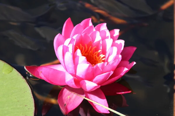 Water lily — Stock Photo, Image