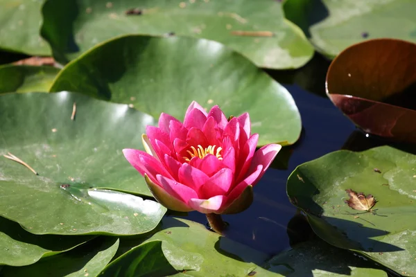 Water lily — Stock Photo, Image