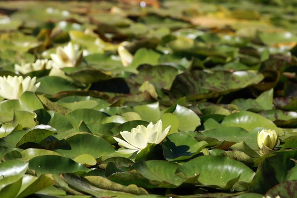 Water lilies — Stock Photo, Image