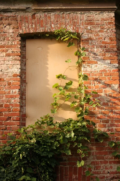 Overgrown window — Stock Photo, Image