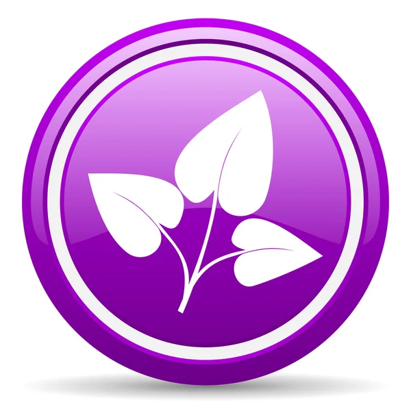 Eco violett glänzend Symbol auf weißem Hintergrund — Stockfoto
