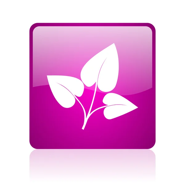 Eco violet vierkante web glanzende pictogram — Stockfoto