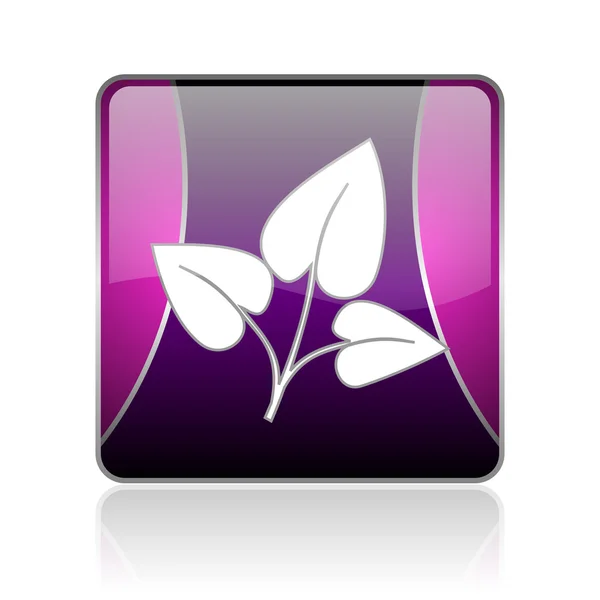 Eco violett quadratisch Web-Hochglanz-Symbol — Stockfoto
