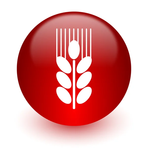 Иконка зерна красный компьютер на белом фоне — стоковое фото
