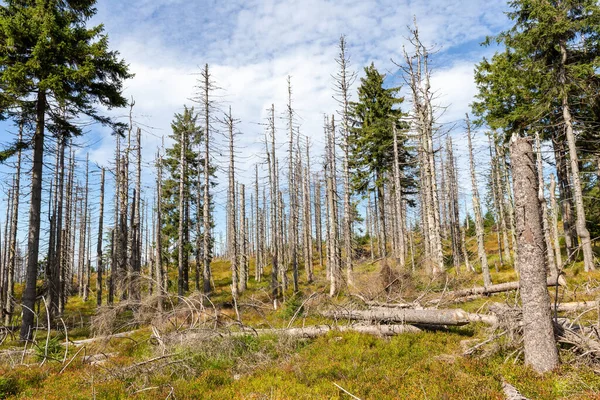 Toter Wald Durch Luftverschmutzung Den Schlesischen Beskiden Polen — Stockfoto